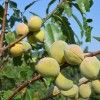 Mandľa hybridná (Prunus amygdalopersica) ROBIJN