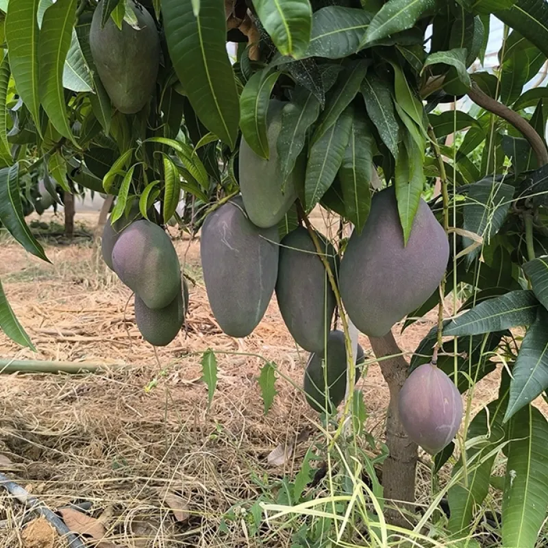 Mangovník Indický (Mangifera indica) OSTEEN