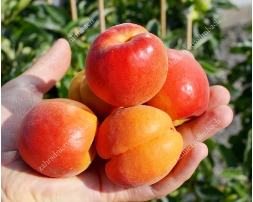 Aprikose (Prunus armeniaca) CARMELA