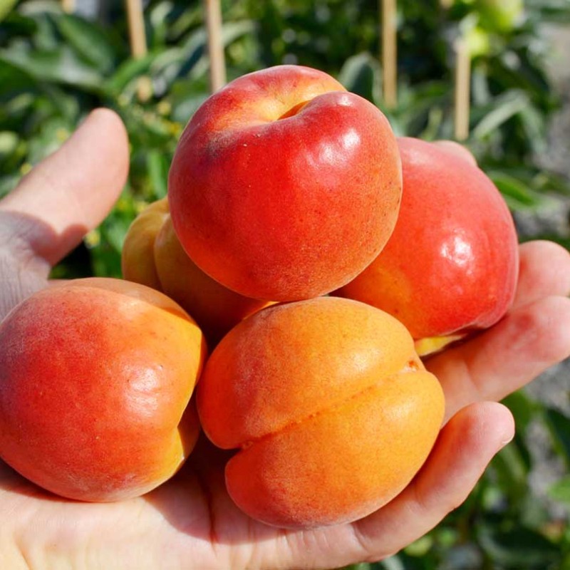 Apricot (Prunus armeniaca) CARMELA