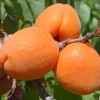 Apricot (Prunus armeniaca) CLARINA