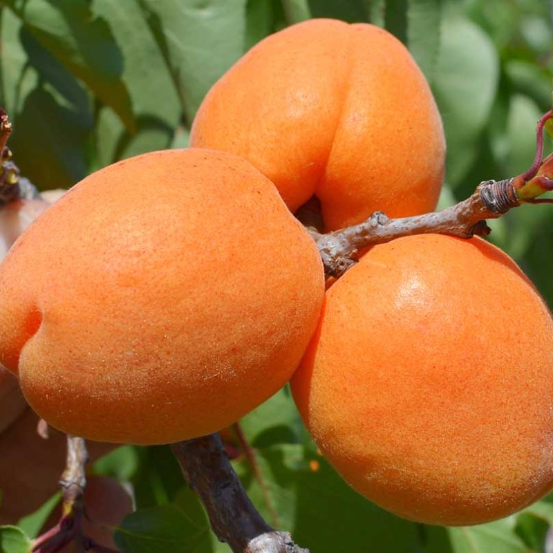 Apricot (Prunus armeniaca) CLARINA