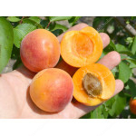 Aprikose (Prunus armeniaca) Early Orange