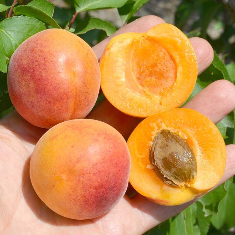 Apricot (Prunus armeniaca) EARLY ORANGE