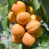 Apricot (Prunus armeniaca) COMPACTA