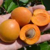 Apricot (Prunus armeniaca) COMPACTA