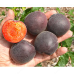 Apricot x Plum hybrid MELITOPOLSKI CHERNY