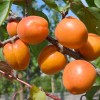 Apricot (Prunus armeniaca) NASLAZHDENIE