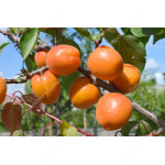 Apricot (Prunus armeniaca) NASLAZHDENIE