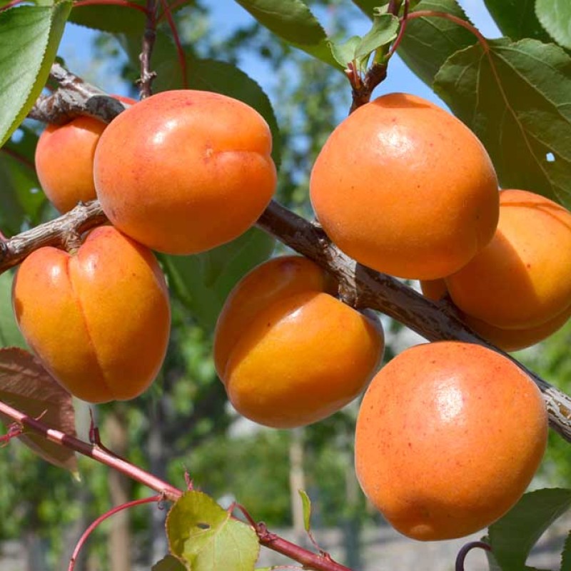 Apricot (Prunus armeniaca) NASLAZHDENIE