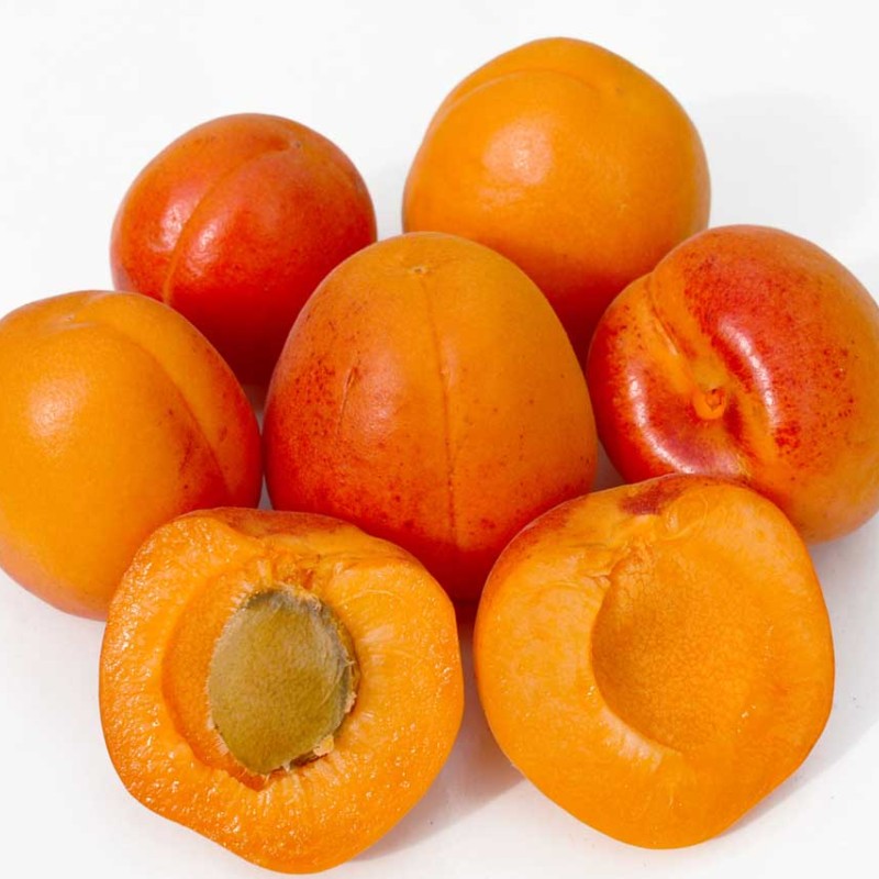 Aprikose (Prunus armeniaca) RARES