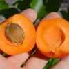 Aprikose (Prunus armeniaca) RARES