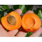 Aprikose (Prunus armeniaca) RARES