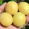 Marhuľa (Prunus armeniaca) ŠALACH ANANASNYJ