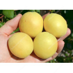 Aprikose (Prunus armeniaca) SCHALACH ANANASNY