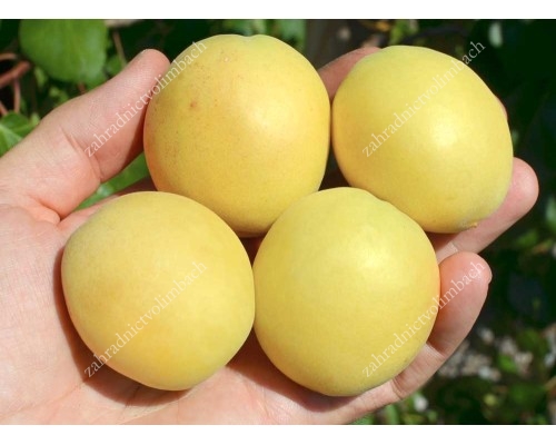 Apricot (Prunus armeniaca) SHALAKH - pineapple apricot