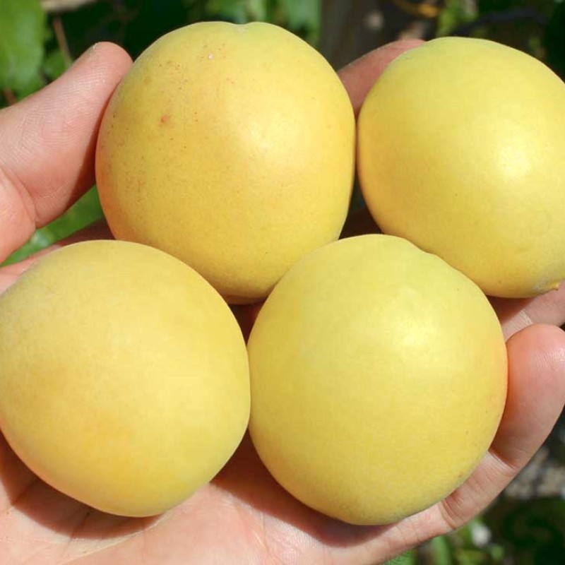 Marhuľa (Prunus armeniaca) ŠALACH ANANASNYJ