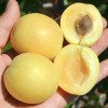 Marhuľa (Prunus armeniaca) ŠALACH ANANASNYJ