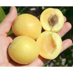 Marhuľa (Prunus armeniaca) ŠALACH ANANASNYJ