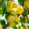 Marhuľa (Prunus armeniaca) ŠALACH ANANASNYJ