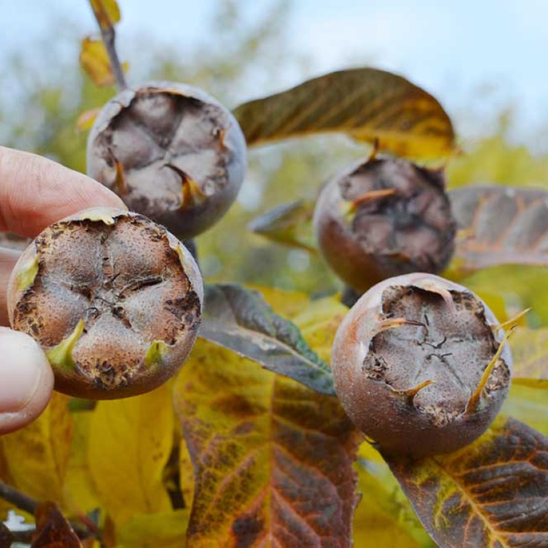 Mispel (Mespilus germanica) DELICE Des VANNES