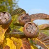 Mispel (Mespilus germanica) DELICE Des VANNES