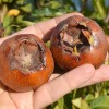 Mišpuľa (Mespilus germanica) DUTCH GIANT