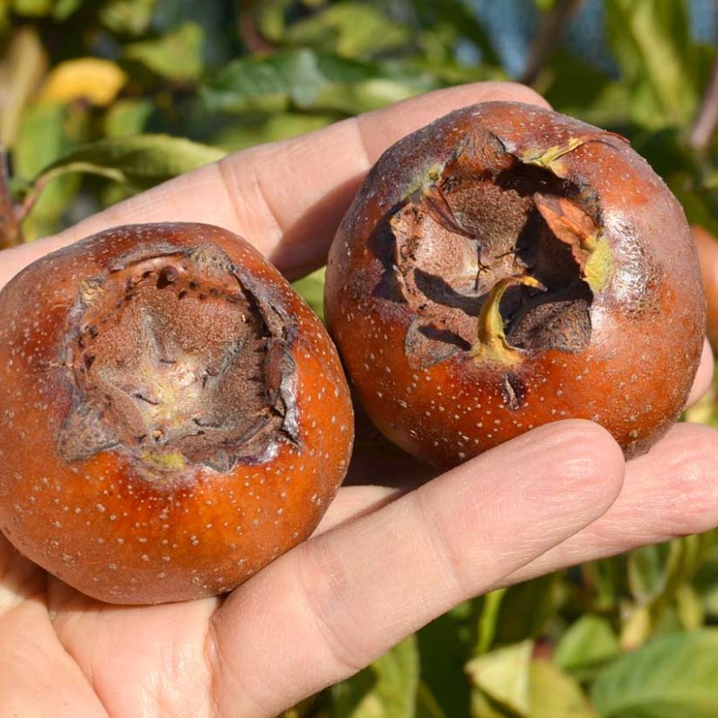 Mišpuľa (Mespilus germanica) DUTCH GIANT