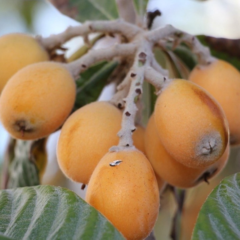 Japanische Wollmispel - Eriobotrya japonica