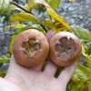 Mišpuľa (Mespilus germanica) MONSTRUEUSE dEvreinoff