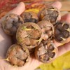 Mišpuľa (Mespilus germanica) NOTTINGHAM