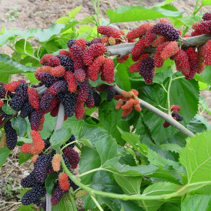 Moruša (Morus alba x Morus rubra) GERARDI DWARF