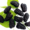 Moruša (Morus nigra) SHELLY