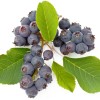 Muchovník jelšolistý (Amelanchier alnifolia) MARTIN