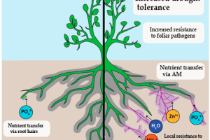 Welchen Nutzen haben arbuskuläre Mykorrhizapilze?