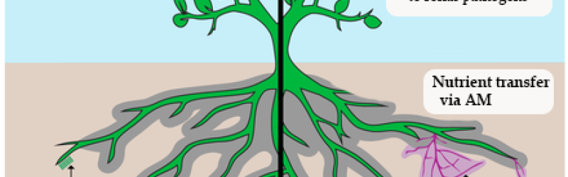 What is the benefit of arbuscular mycorrhizal fungi?