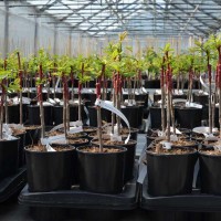 Grafted fruit trees