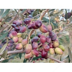 Olivenbaum (Olea europaea) ARBEQUINA