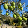 Olive tree (Olea europaea) ASCOLANA TENERA