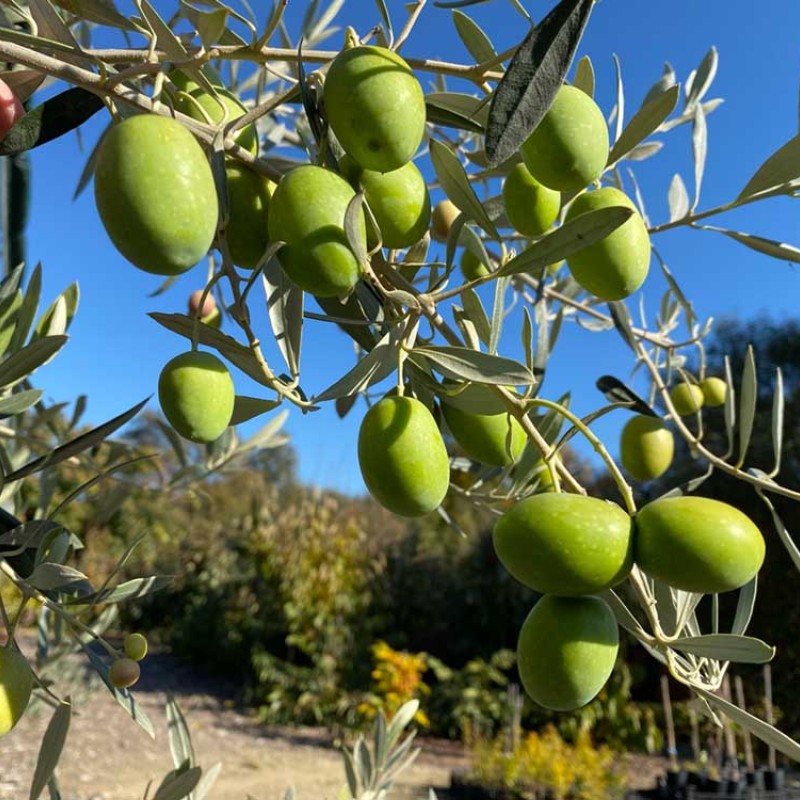 Olive tree (Olea europaea) ASCOLANA TENERA
