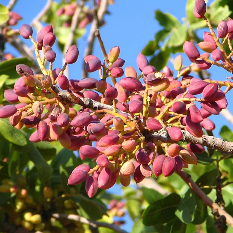 Pistácia pravá (Pistacia vera) KERMAN