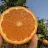 Orange tree