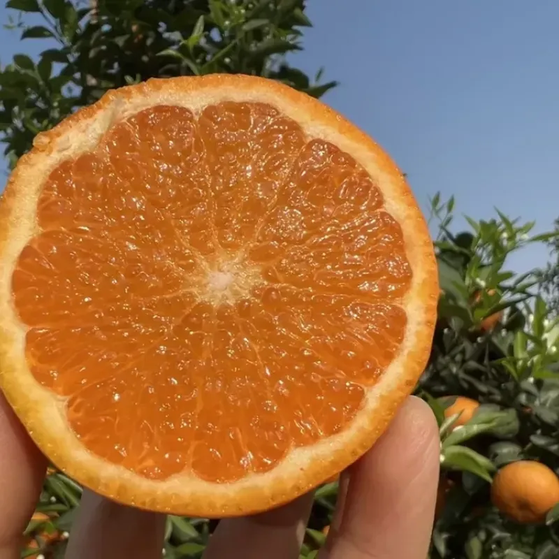 Pomarančovník (Citrus sinensis) Lane Late Navel