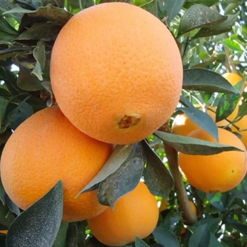 Pomarančovník (Citrus sinensis) Washington Navel