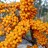 Sea Buckthorn