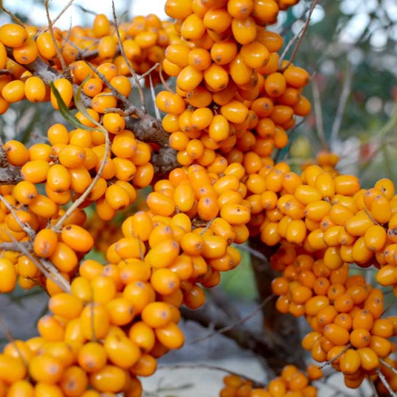 Rakytník rešetliakový (Hippophae rhamnoides) ALTAJSKAJA