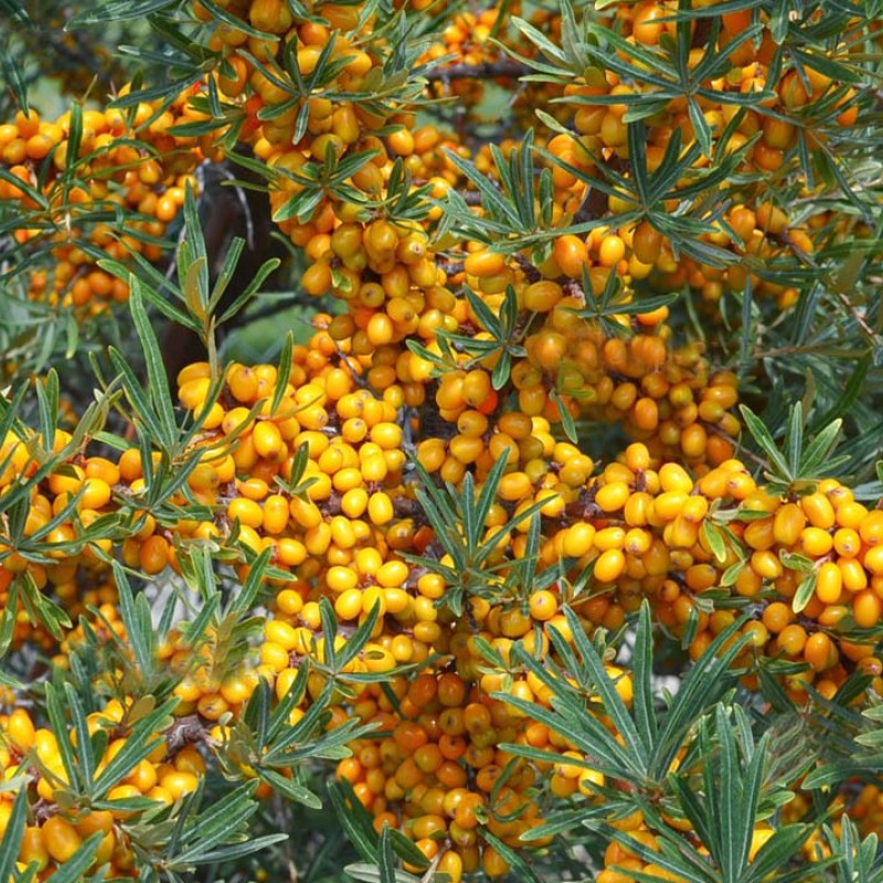 Rakytník rešetliakový (Hippophae rhamnoides) ASKOLA (S)