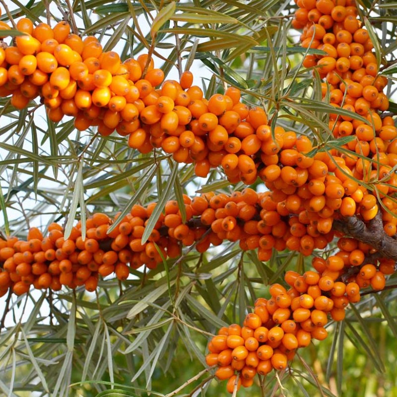 Sea buckthorn (Hippophae rhamnoides) BALTIK