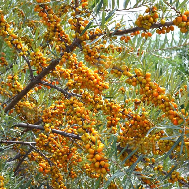 Rakytník rešetliakový (Hippophae rhamnoides) BOTANIČESKAJA
