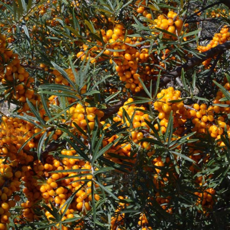 Rakytník rešetliakový (Hippophae rhamnoides) DORANA (S)